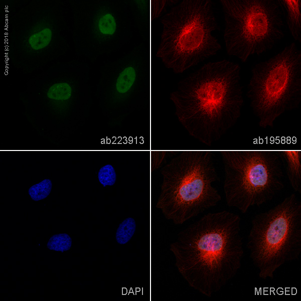 Immunocytochemistry/ Immunofluorescence - FITC Anti-c-Myc antibody [Y69] (AB223913)
