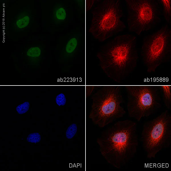 Immunocytochemistry/ Immunofluorescence - FITC Anti-c-Myc antibody [Y69] (AB223913)