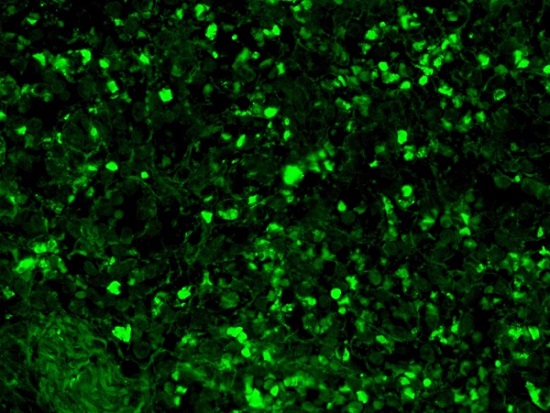 Immunocytochemistry - FITC Anti-C1q antibody (AB4223), expandable thumbnail