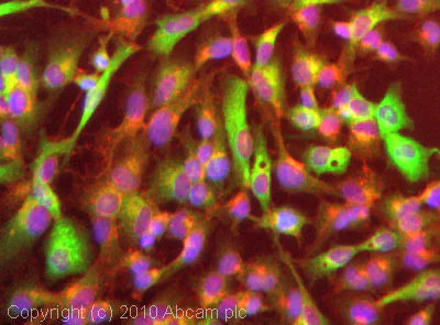 Immunocytochemistry/ Immunofluorescence - FITC Anti-C3c antibody (AB4212)