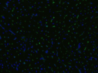 Immunohistochemistry (Frozen sections) - FITC Anti-CD105 antibody [MEM-229] (AB53318)