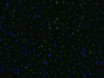 Immunohistochemistry (Frozen sections) - FITC Anti-CD105 antibody [MEM-229] (AB53318)