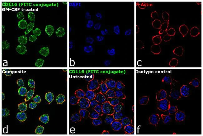 Immunocytochemistry/ Immunofluorescence - FITC Anti-CD116 antibody [4H1] (AB95684)