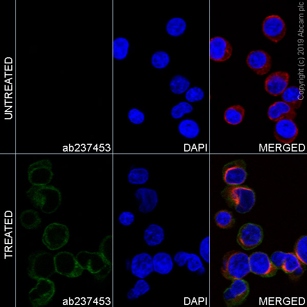 Immunocytochemistry - FITC Anti-CD3 zeta (phospho Y83) antibody [EP776(2)Y] (AB237453), expandable thumbnail
