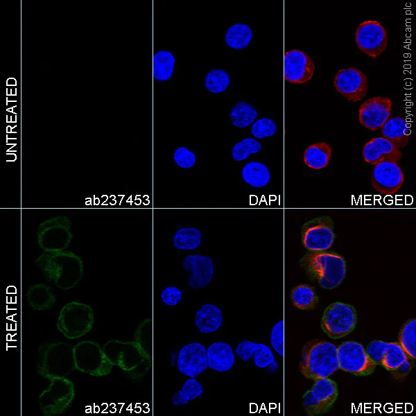 Immunocytochemistry - FITC Anti-CD3 zeta (phospho Y83) antibody [EP776(2)Y] (AB237453)