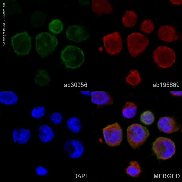 Immunocytochemistry/ Immunofluorescence - FITC Anti-CD32B + CD32A antibody [AT10] (AB30356)