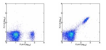 Flow Cytometry - FITC Anti-CD8 beta antibody [H35-17.2] (AB95773)