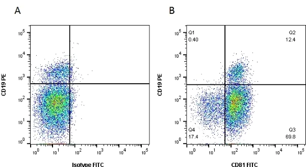 Flow Cytometry - FITC Anti-CD81 antibody [1D6] (AB33139)