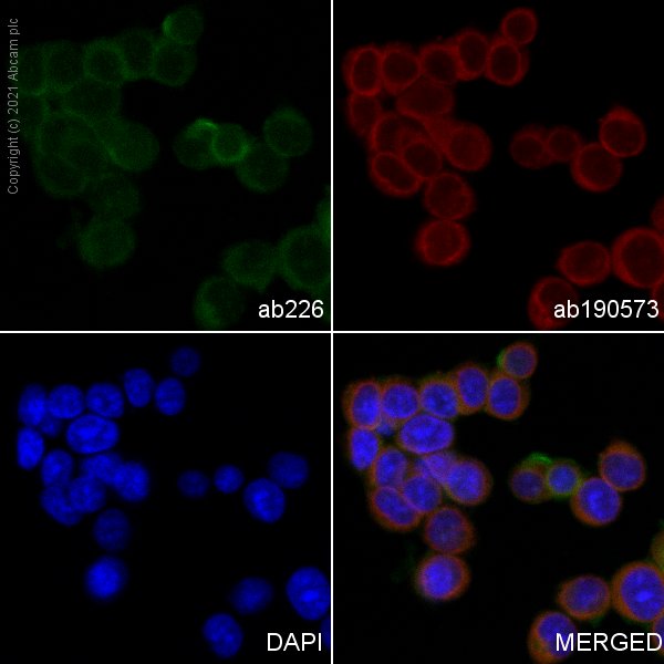 Immunocytochemistry - FITC Anti-CD90 / Thy1 antibody [MRC OX-7] (AB226), expandable thumbnail