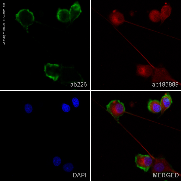 Immunocytochemistry - FITC Anti-CD90 / Thy1 antibody [MRC OX-7] (AB226), expandable thumbnail