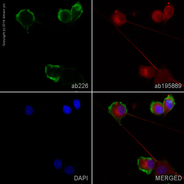Immunocytochemistry - FITC Anti-CD90 / Thy1 antibody [MRC OX-7] (AB226)