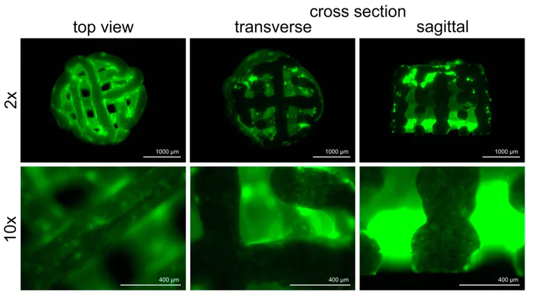 その他 FAB CF Adaptive Plating FITC Conjugation kit | Easy FITC Labelling (ab188285) | Lightning
