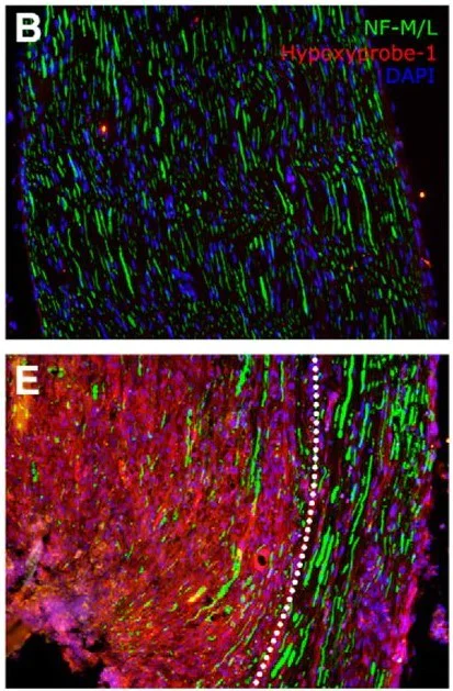 FITC Conjugation kit | Easy FITC Labelling (ab102884