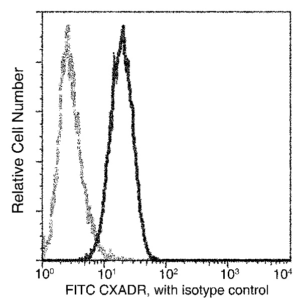 Flow Cytometry - FITC Anti-Coxsackie Adenovirus Receptor/hCAR antibody [271] (AB275683), expandable thumbnail