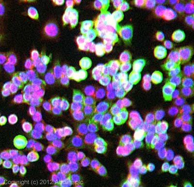Immunocytochemistry - FITC Anti-Cytokeratin 18 antibody [C-04] (AB52459)