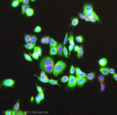 Immunocytochemistry/ Immunofluorescence - FITC Anti-Cytokeratin 18 antibody [DC-10] (AB72813)