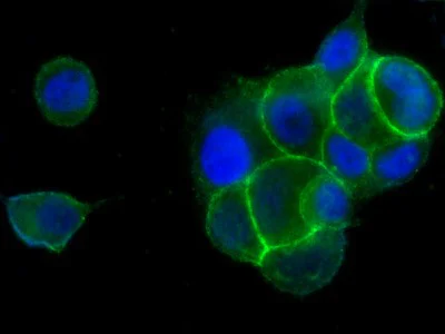 Immunocytochemistry - FITC Anti-Eph receptor B4/HTK antibody [04] (AB279601)