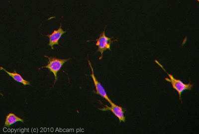 Immunocytochemistry/ Immunofluorescence - FITC Anti-F4/80 antibody [BM8] (AB60343)