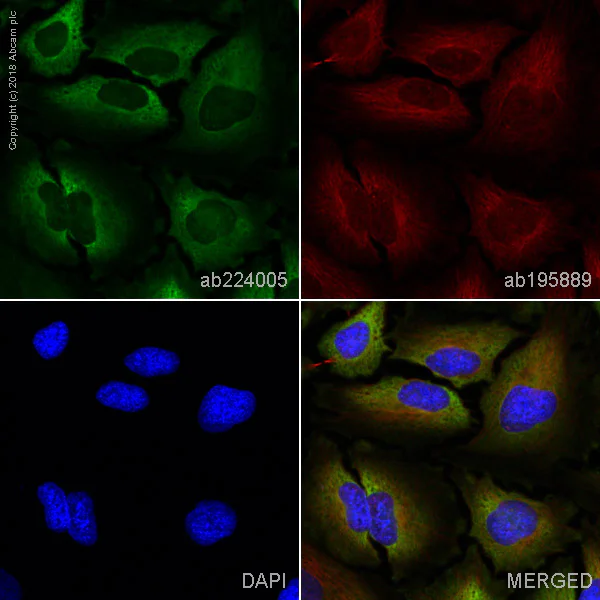 Immunocytochemistry/ Immunofluorescence - FITC Anti-GAPDH antibody [EPR16891] (AB224005)