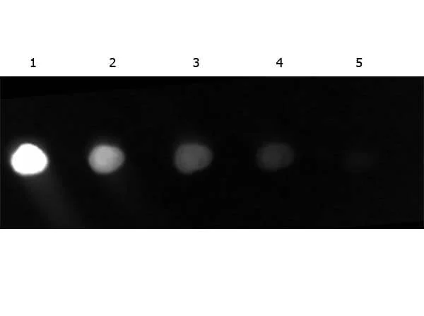 Dot Blot - FITC Anti-GFP antibody (AB6662)