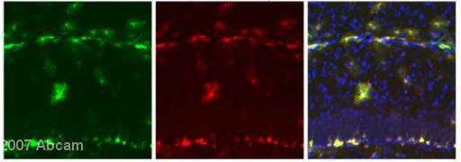 Immunohistochemistry (Frozen sections) - FITC Anti-GFP antibody (AB6662)