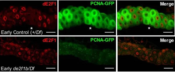 Immunohistochemistry (Frozen sections) - FITC Anti-GFP antibody (AB6662)