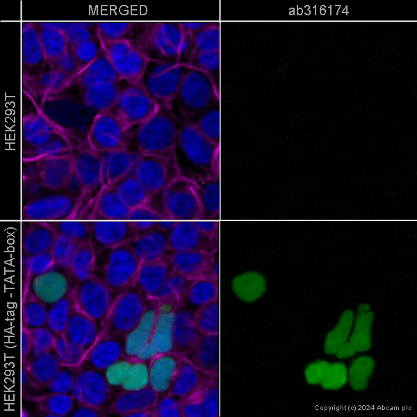 Immunocytochemistry/ Immunofluorescence - FITC Anti-HA tag antibody [EPR22819-101] (AB316174), expandable thumbnail