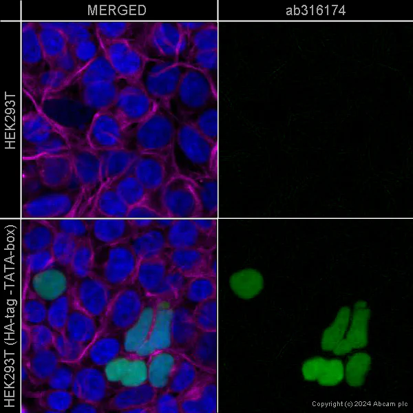 Immunocytochemistry/ Immunofluorescence - FITC Anti-HA tag antibody [EPR22819-101] (AB316174)