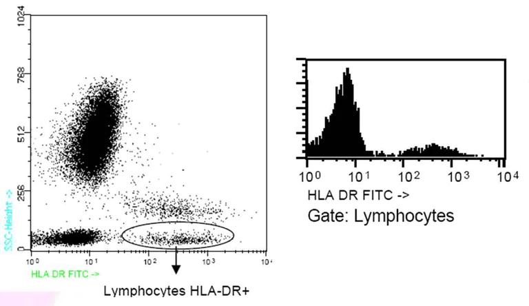 Flow Cytometry - FITC Anti-HLA-DR antibody [GRB1] (AB91335)