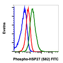 Flow Cytometry - FITC Anti-Hsp27 (phospho S82) antibody [HSP27S82-CB2] (AB278774), expandable thumbnail