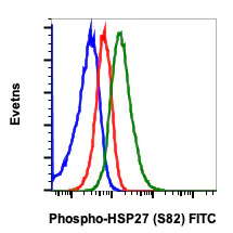 Flow Cytometry - FITC Anti-Hsp27 (phospho S82) antibody [HSP27S82-CB2] (AB278774)