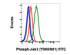 Flow Cytometry - FITC Anti-JAK3 (phospho Y980 + Y981) antibody [JAK3Y980981-E10] (AB278666), expandable thumbnail