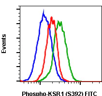 Flow Cytometry - FITC Anti-KSR1 (phospho S392) antibody [KSR1S392-3A4] (AB278583)