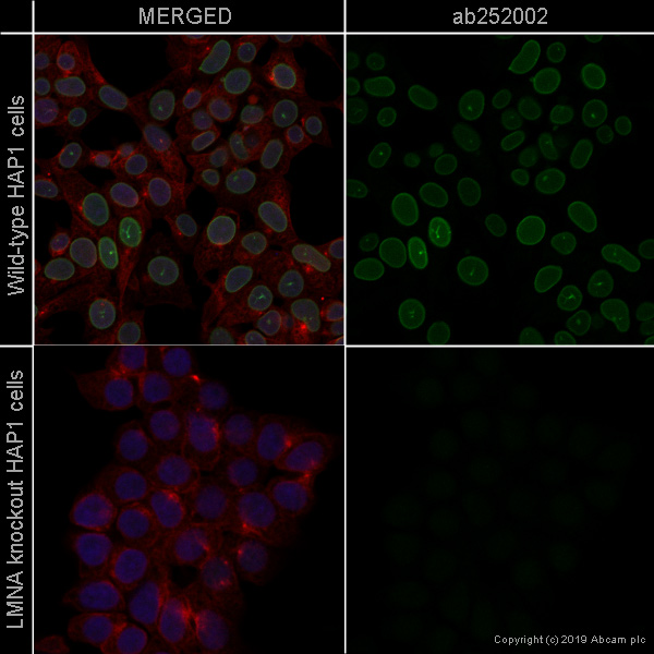 Immunocytochemistry/ Immunofluorescence - FITC Anti-Lamin A + Lamin C antibody [WL4G10] (AB252002), expandable thumbnail