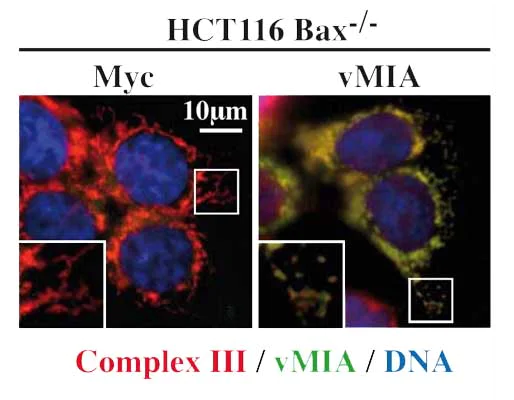 Immunocytochemistry/ Immunofluorescence - FITC Anti-Myc tag antibody (AB1263)