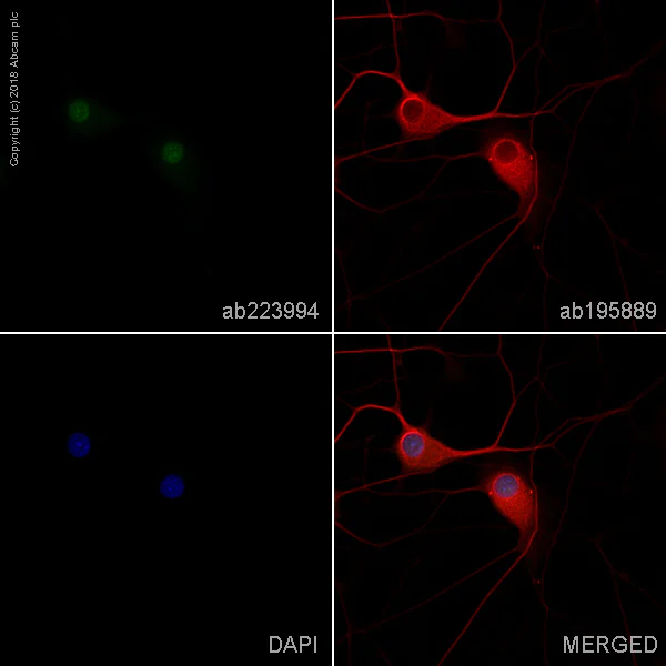 Immunocytochemistry/ Immunofluorescence - FITC Anti-NeuN antibody [EPR12763] - Neuronal Marker (AB223994)