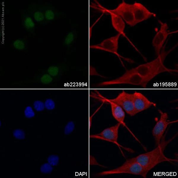 Immunocytochemistry/ Immunofluorescence - FITC Anti-NeuN antibody [EPR12763] - Neuronal Marker (AB223994)