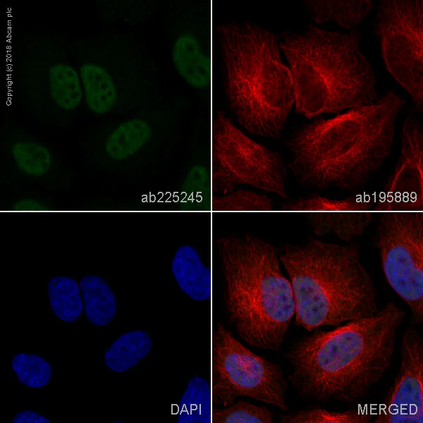 Immunocytochemistry/ Immunofluorescence - FITC Anti-NR1D1 + NR1D2 / RVR antibody [EPR10376] (AB225245)