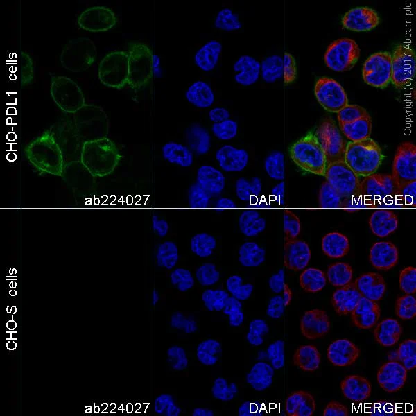 Immunocytochemistry/ Immunofluorescence - FITC Anti-PD-L1 antibody [28-8] (AB224027)