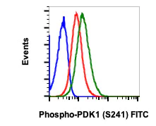 Flow Cytometry - FITC Anti-PDPK1 (phospho S241) antibody [PDK1S241-F7] (AB278598)