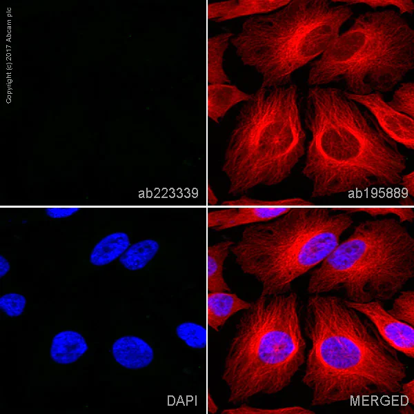 Immunocytochemistry/ Immunofluorescence - FITC Rabbit IgG, monoclonal [EPR25A] - Isotype Control (AB223339)