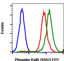 Flow Cytometry - FITC Anti-Rel B (phospho S552) antibody [RelBS552-A7] (AB278586)