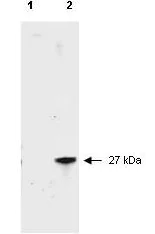 Western blot - FITC Anti-RFP antibody (AB34764)