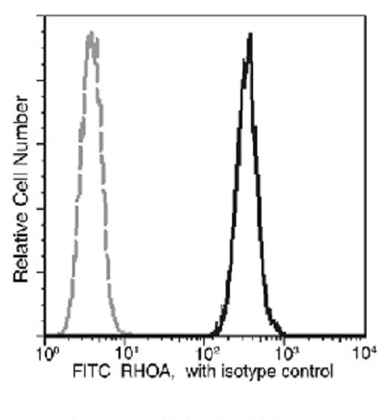 Flow Cytometry (Intracellular) - FITC Anti-RhoA antibody [036] (AB275634)