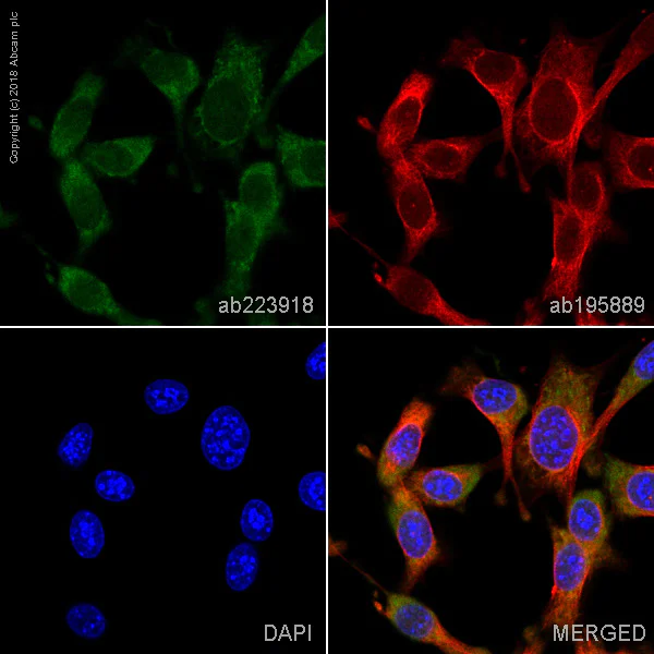 Immunocytochemistry/ Immunofluorescence - FITC Anti-STAT6 antibody [YE361] (AB223918)