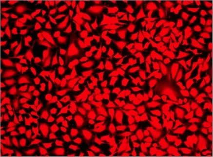 Fluorescent Cell Imaging - Fixable Cell Viability Assay Kit (Deep Red Fluorescence, for 633 nm excitation) (AB176745)