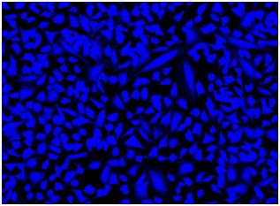Fluorescence Microscopy - Fixable Cell Viability Assay Kit (Fluorometric - Blue Ex 335 nm) - Cytopainter (AB176741), expandable thumbnail