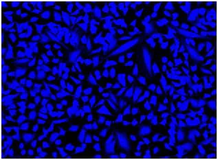 Fluorescence Microscopy - Fixable Cell Viability Assay Kit (Fluorometric - Blue Ex 335 nm) - Cytopainter (AB176741)