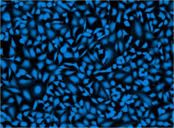 Fluorescence Microscopy - Fixable Cell Viability Assay Kit (Fluorometric - Blue Ex 405 nm) - Cytopainter (AB176738), expandable thumbnail