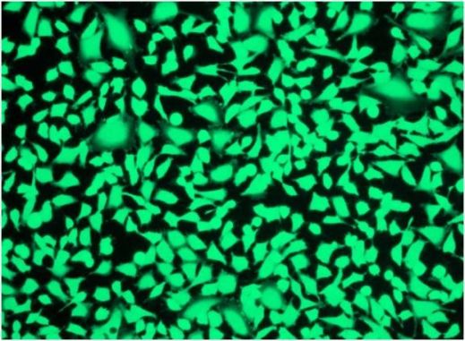 Fluorescence Microscopy - Fixable Cell Viability Assay Kit (Fluorometric - Green Ex 405 nm) - CytoPainter (AB176739), expandable thumbnail